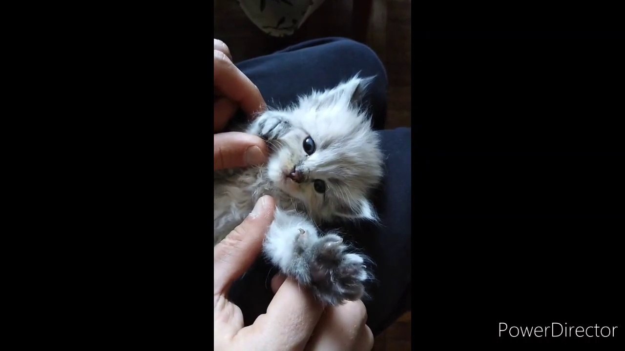 [Cute animals] _ {Cute Cats} _ {Relaxing Music} _ {Animal Love}_ {Animals}