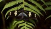 Colombia es el país de las mariposas con el 20% del total existente en el mundo de este insecto