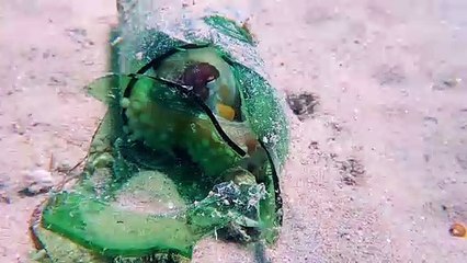 Octopus Finds Refuge in Broken Bottle