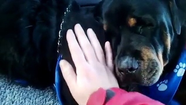 Ölen kardeşinin başından ayrılmadı