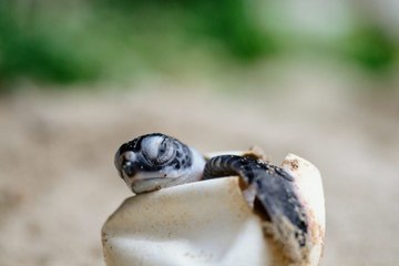 Southern States Celebrating First Sea Turtle Hatches of the Season