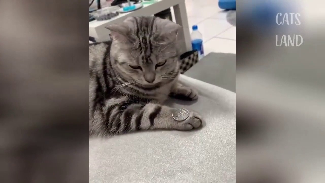 OMG So Cute Cats _hearts_ Best Funny Cat Videos 2021
