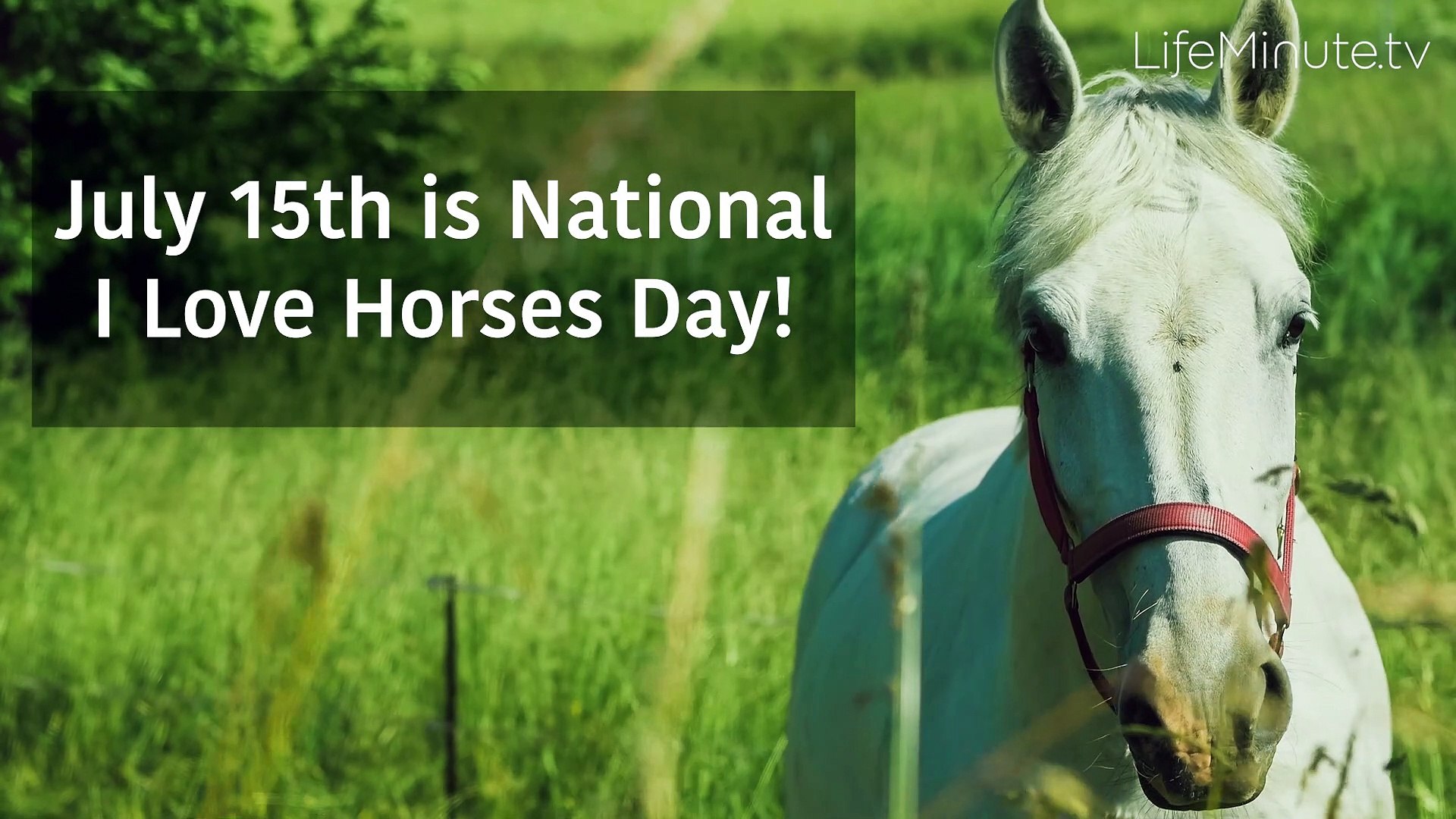 ⁣Reasons to Love Horses