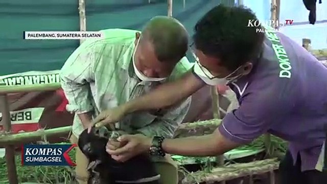 Periksa Hewan Kurban, Petugas Temukan Hewan Belum Cukup Umur