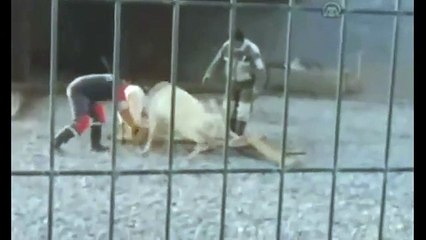 Kavgayı ayırmaya çalışan görevli geyiğin altında kaldı