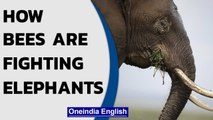 South Africa: How do bees protect the bush from elephants? | Oneindia News