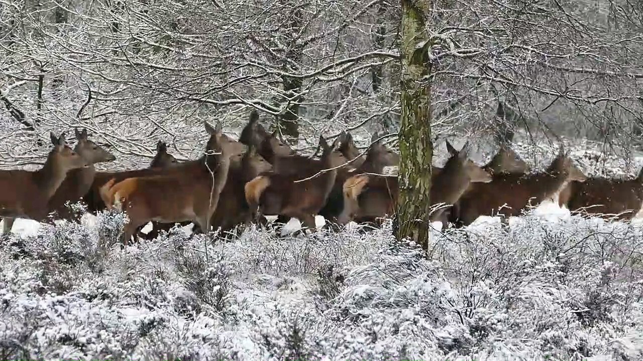 A Group of Deer At Winter