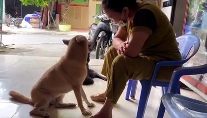 khi được chủ xoa đầu