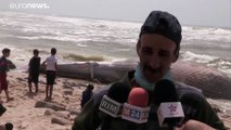فيديو: السلطات المغربية تعثر على حوت نافق يزن أكثر من 15 طنا بشواطىء مدينة طانطان