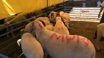 Bakteri üretiyor; eti buzdolabından çıkarıp tekrar dondurmayın