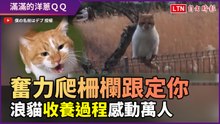 柵欄再難爬也要越過到你身邊！浪貓收養紀錄感動萬人