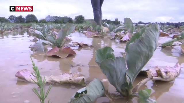Intempéries : de fortes conséquences économiques pour les agriculteurs