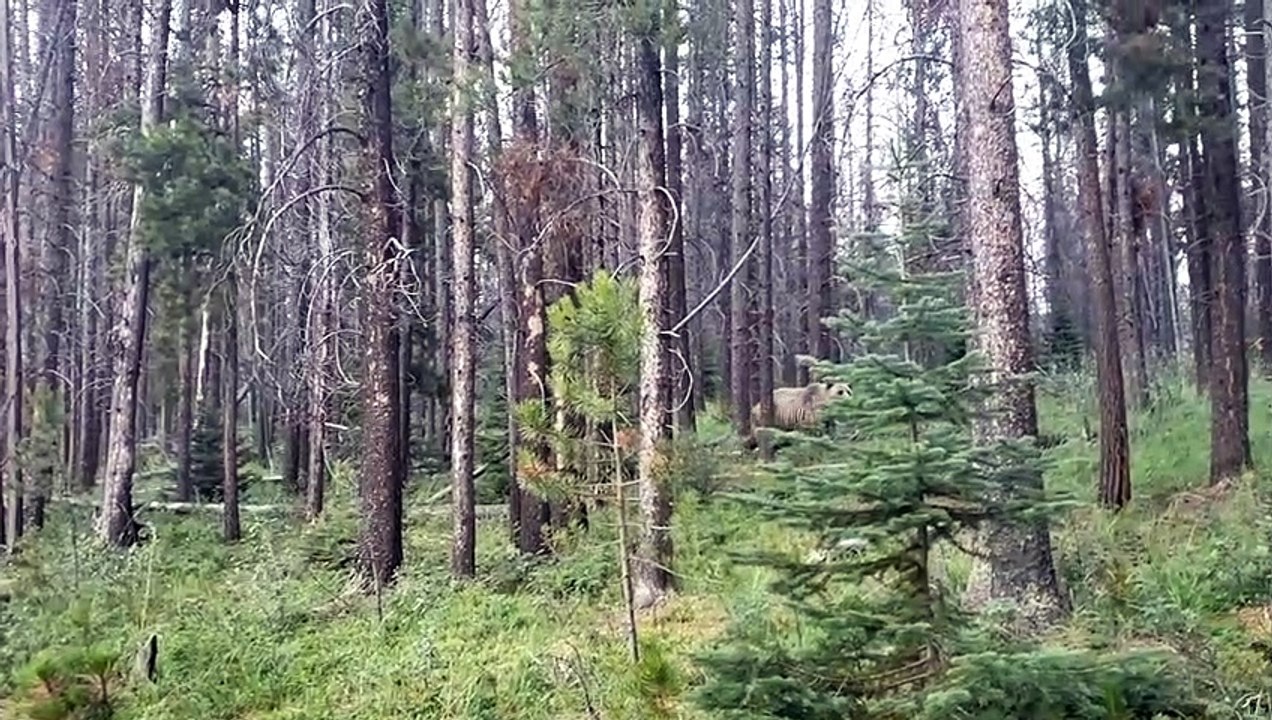 Close Encounter With a Grizzly Bear While Biking