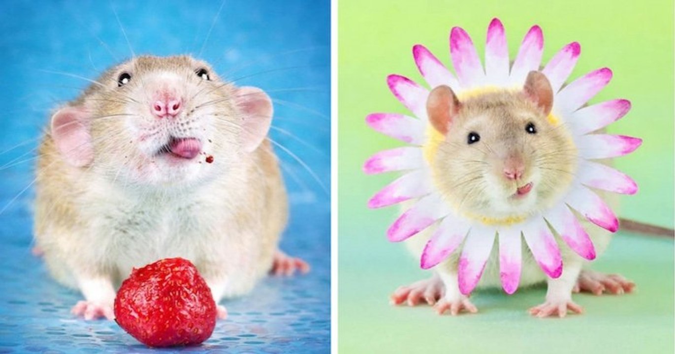 Une photographe illustre la beauté des rats domestiques pour briser les stéréotypes
