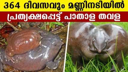 Rare purple frog spotted in Thrissur | Oneindia Malayalam