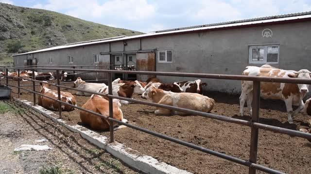Kurbanlık boğa Altınbaş 40 bin liralık fiyatıyla alıcısını bekliyor