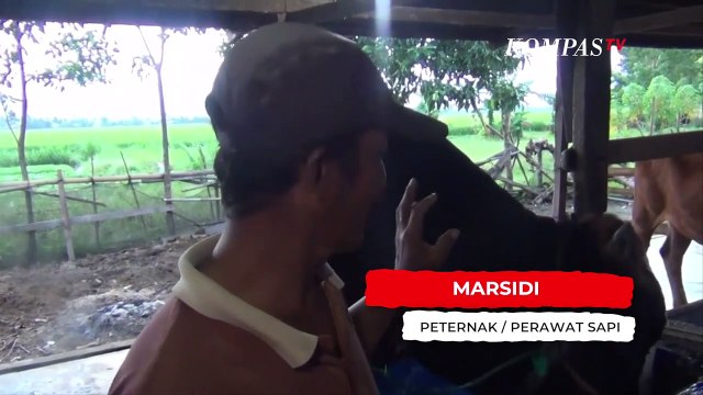 Kenalan dengan Sapi Bolot, Hewan Kurban Seharga Rp 80 Juta dari Jokowi Untuk Polewali Mandar