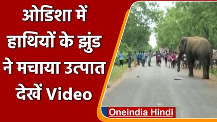 Odisha में हाथियों के झुंड ने मचाया उत्पात, घरों में की तोड़फोड़, हाईवे किया Block | वनइंडिया हिंदी