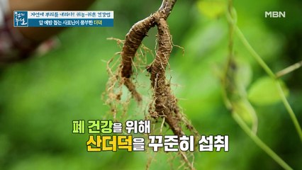 암 예방 돕는 산속 산야초! 사포닌 풍부한 '더덕'