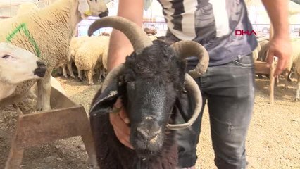 4 BOYNUZLU KOÇ 10 BİN LİRADAN ALICI BEKLİYOR