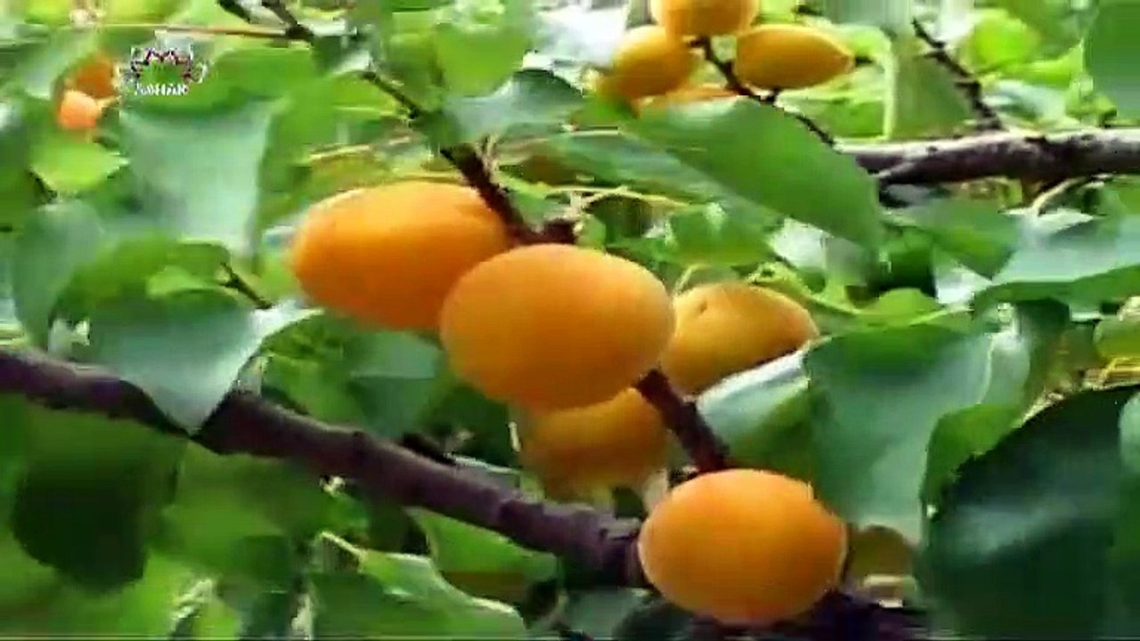 دستاویزی پروگرام - سنہرے ہاتھ