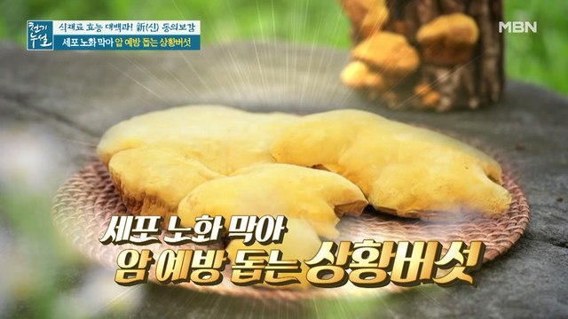 세포 노화 막아 암 예방 돕는 '상황버섯'
