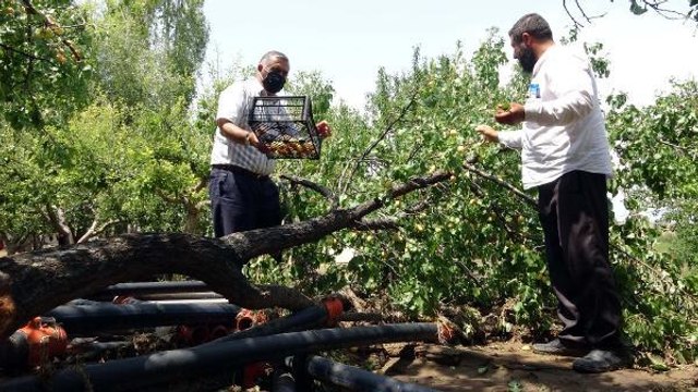 Son Dakika | ERCİŞ'TEKİ TAŞKINDA 15 KÜÇÜKBAŞ HAYVAN ÖLDÜ, MEYVE AĞAÇLARI ZARAR GÖRDÜ
