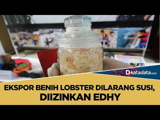 Ekspor Benih Lobster Dilarang Susi, Diizinkan Edhy | Katadata Indonesia
