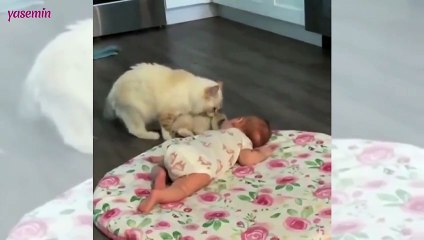 Yavrusunu evin bebeğiyle tanıştırmaya çalışan anne kedi...
