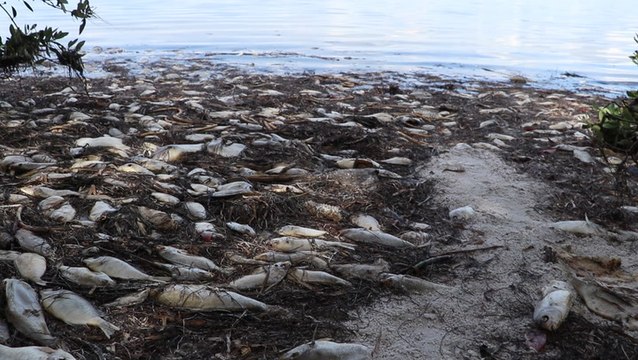 Expert explains how weather impacts the spread of red tide