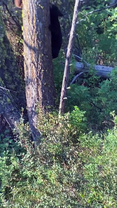 Bear Cubs Tussle Around the Tree Trunk
