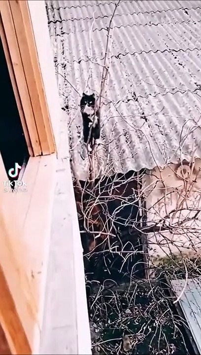 Mission impossible version chat