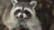 Fire crews rescue embarrassed raccoon that was trapped