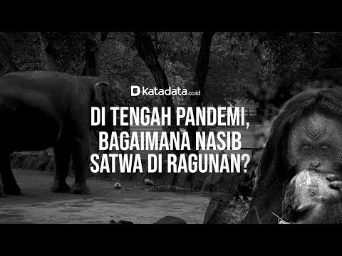 Di Tengah Pandemi, Bagaimana Nasib Satwa di Ragunan? | Katadata Indonesia