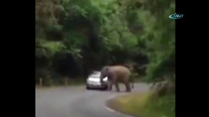 Fil otomobili perte çıkardı