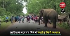 VIDEO: ओडिशा में जंगली हाथियों का आतंक, मयूरभंज जिले में जमकर मचाया उत्पात