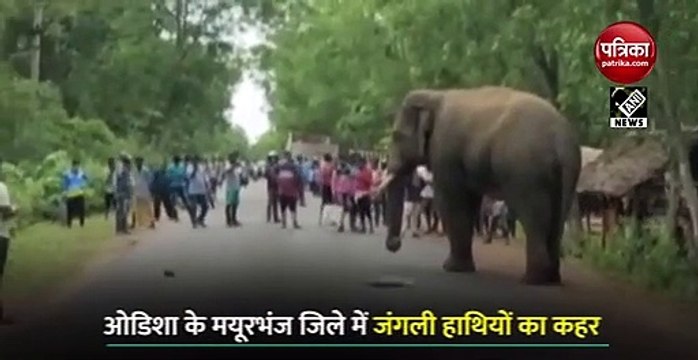 VIDEO: ओडिशा में जंगली हाथियों का आतंक, मयूरभंज जिले में जमकर मचाया उत्पात