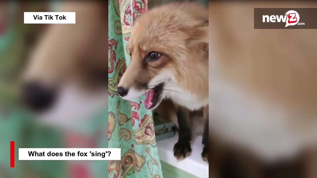 What does the fox 'sing'?