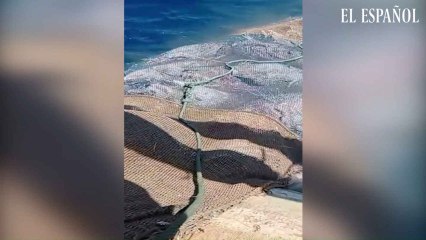 Los pescadores suben atún muerto del Mediterráneo