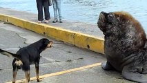 Ces chiens s'en prennent à 2 lions de mer... Courageux