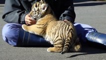 Ceci n'est pas une peluche mais bien un bébé tigre