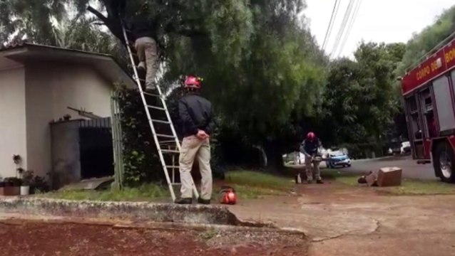 Galhos de árvore que traziam risco à residência são cortados pelo Corpo de Bombeiros