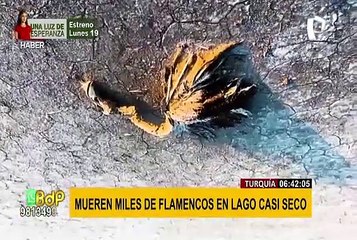 Turquía: miles de flamencos aparecen muertos en lago casi seco