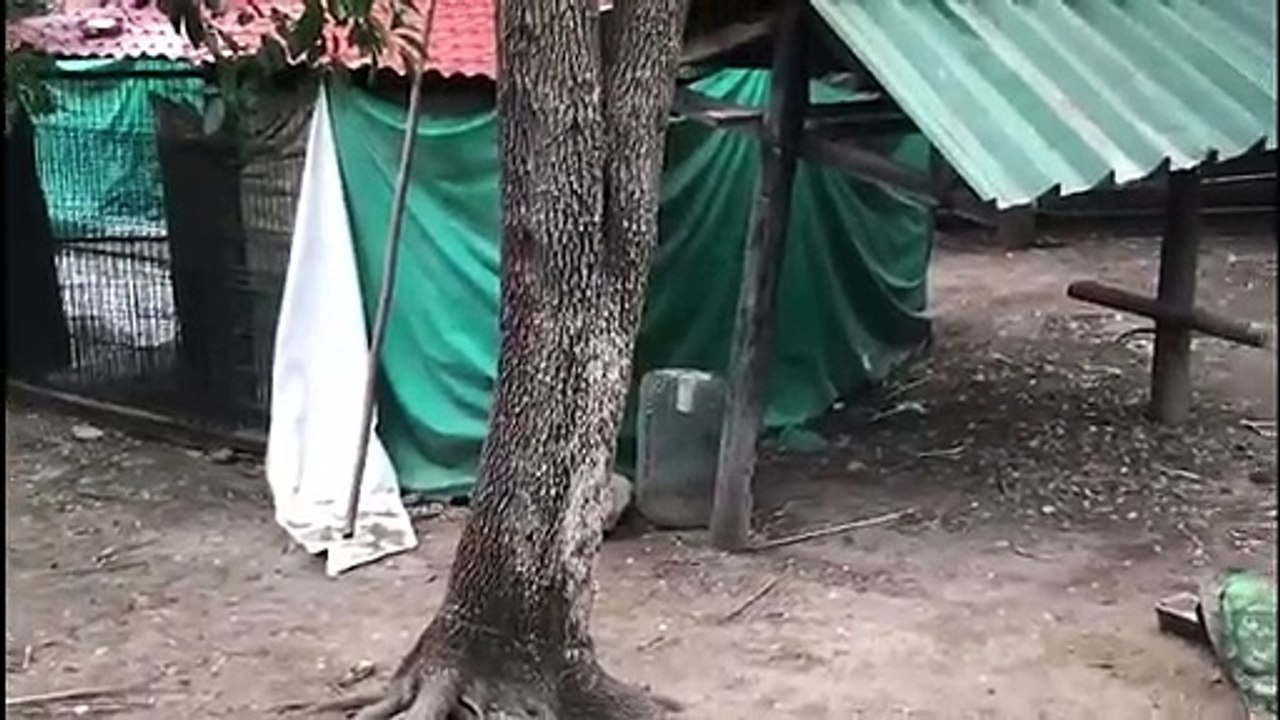 Captan plaga de ratas en parque La Pastora, en...