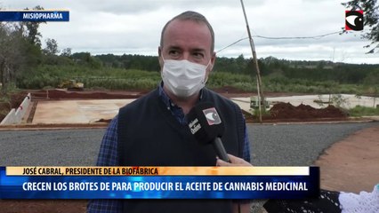 Crecen los brotes de para producir el aceite de cannabis medicinal