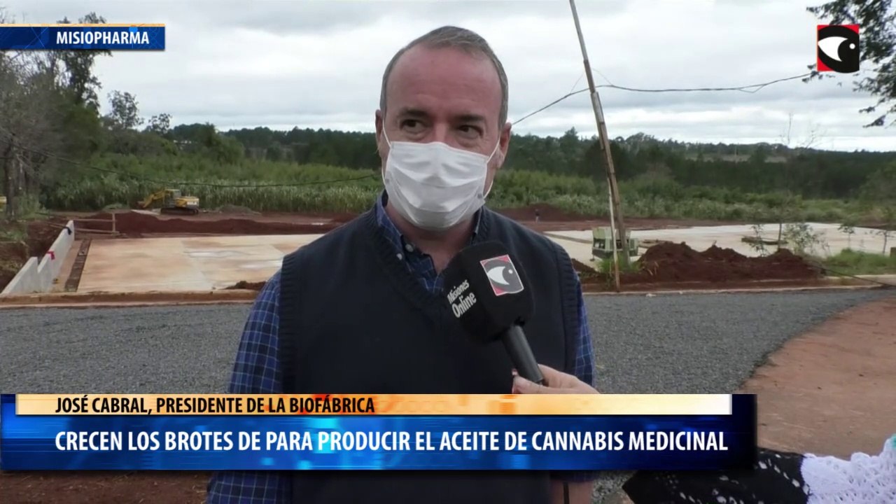 Crecen los brotes de para producir el aceite de cannabis medicinal