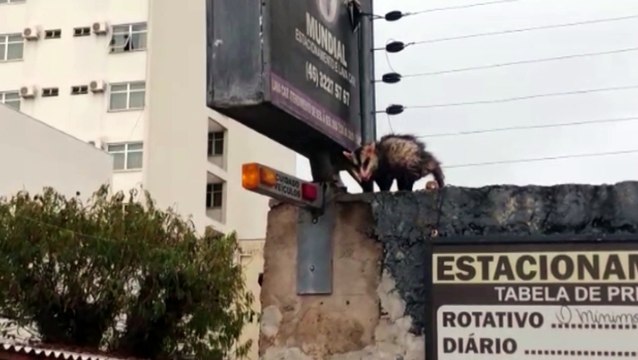 Bombeiros realizam captura de gambá nas proximidades da Catedral Nossa Senhora Aparecida