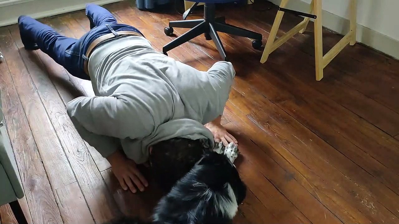 Dog Prevents Push-ups