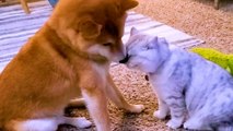 Dog Didn't Like Cuddling Until A Kitten Came Into His Life