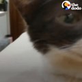 Tiny Cat Has Different Meows To Let His Mom Know What He Wants